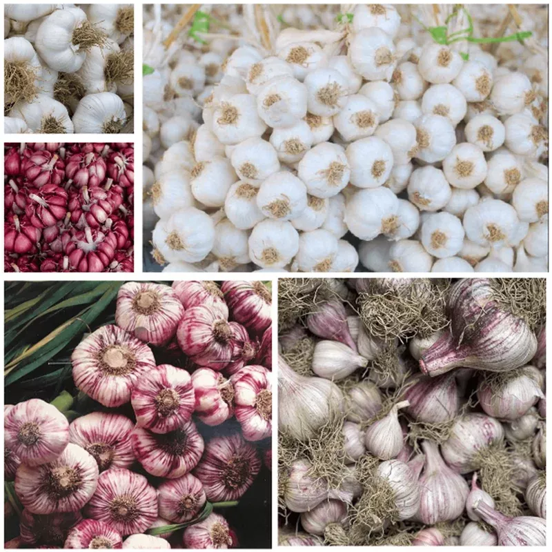 0.5 Lb Mixed Hardneck Garlic Bulbs – Ready to Plant – Fall Planting