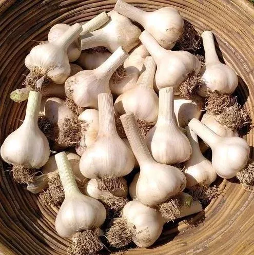 1 Lb German Garlic Bulbs for Planting, Hardneck Heirloom White Garlic Tubers