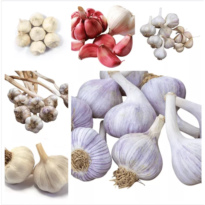 1 Lb Mixed Hardneck Garlic Bulbs for Planting – Chesnok Red, Music, Italian & More