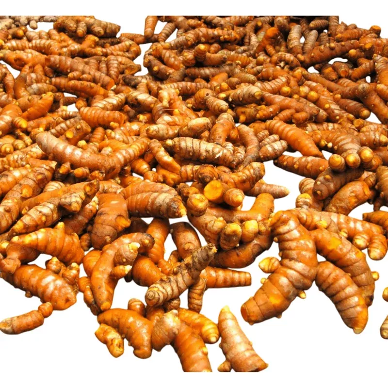 10 Fresh Turmeric Rhizomes – Curcuma Longa for Planting, Orange Ginger Herb