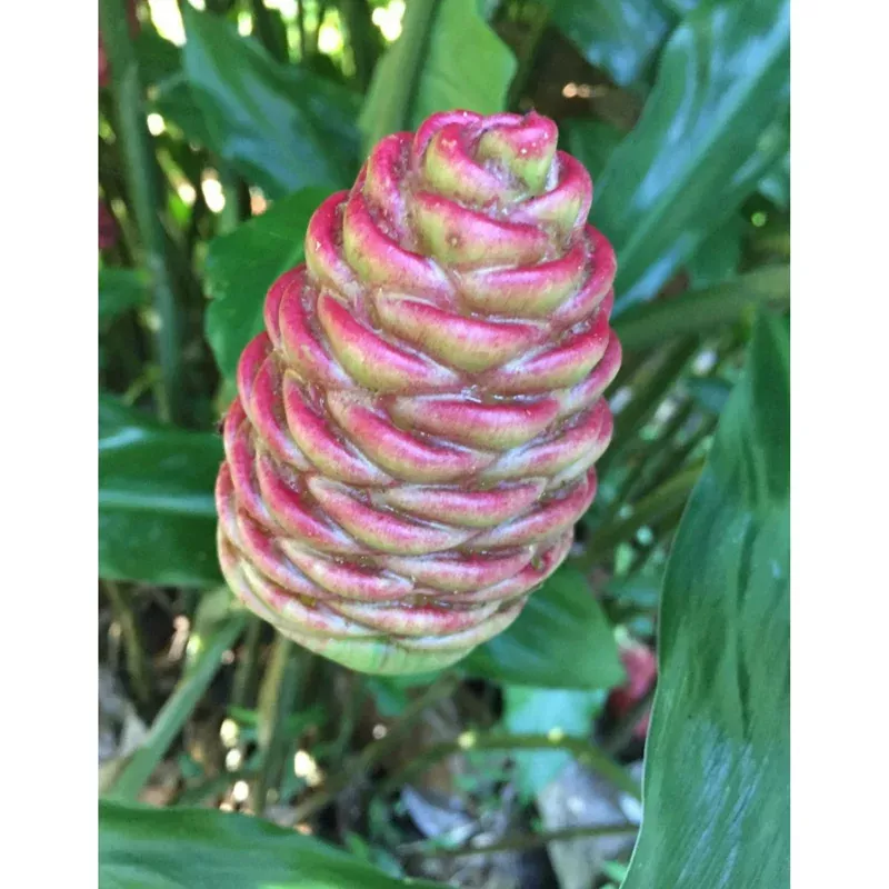 10 Hawaiian Awapuhi Shampoo Ginger Rhizomes – Zingiber Zerumbet Bulbs for Indoor/Outdoor Growing