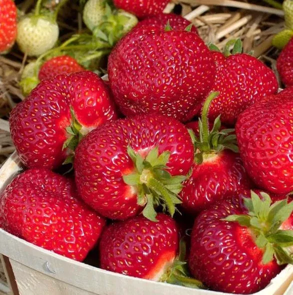 10 Honeoye Strawberry Bare Roots Live Plants for Planting – Everbearing