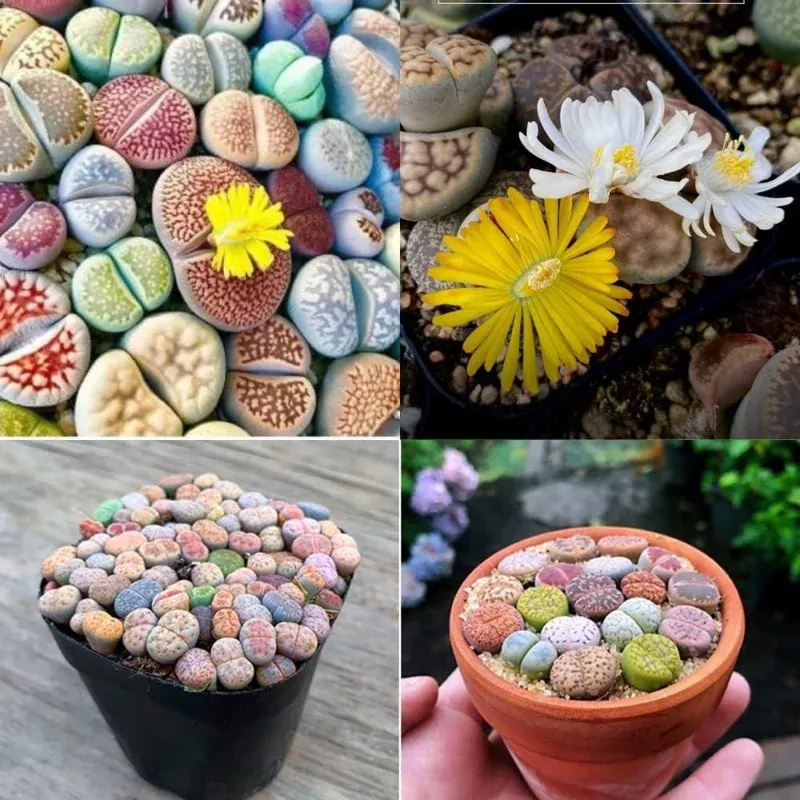 10 Lithops Live Plants – Mixed Living Stones Succulents – Indoor – Easy Care