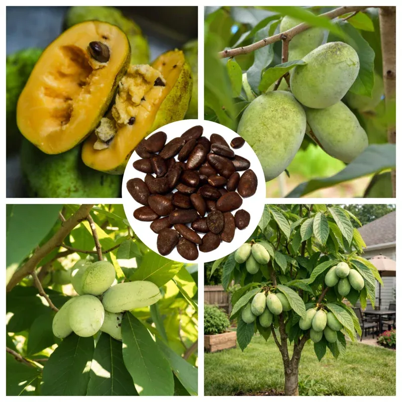 10 PawPaw Tree Seeds for Planting – Common Pawpaw Fruit, Perennial