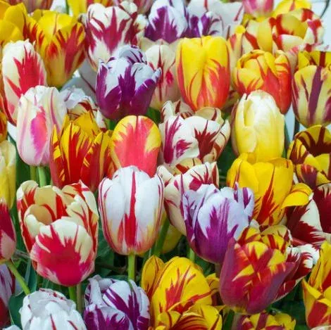 10 Rembrandt Tulip Mix Bulbs – Perennial Streaked Flowers for Garden