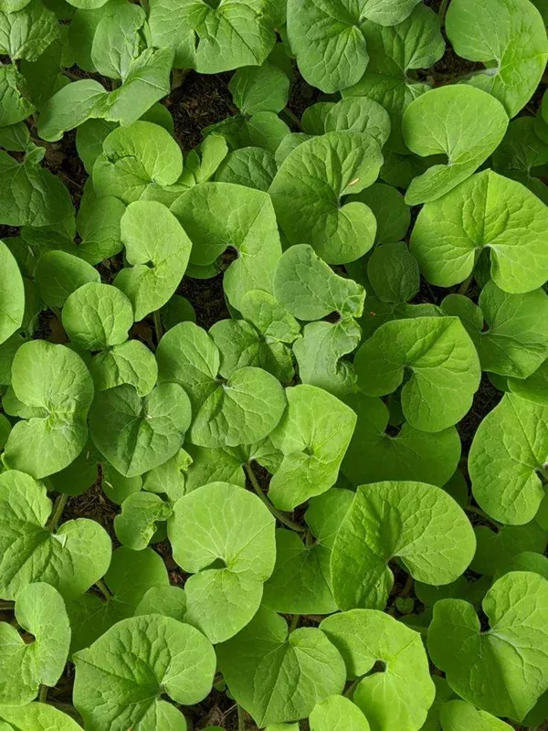 10 Wild Ginger Bulbs Asarum Canadense Bare-Roots – Shade Perennial