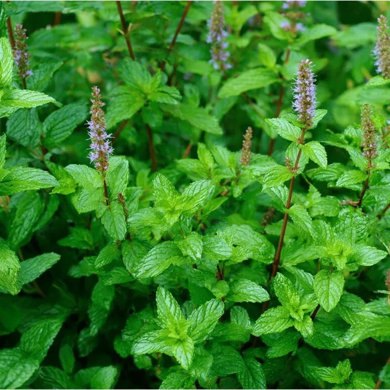 100 Peppermint Seeds for Planting – Fragrant Perennial Herb for Gardens