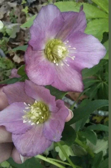 15 Lenten Rose Hellebores Live Plants – 2-3 inches Tall Starters, Indoor/Outdoor