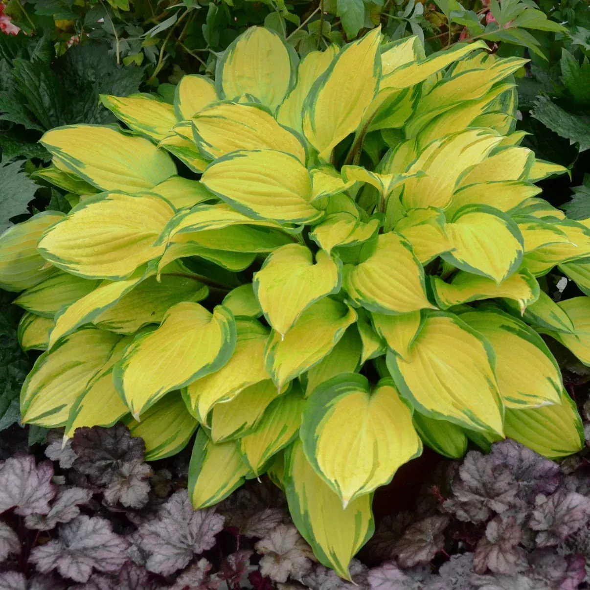 2 Hosta 'Island Breeze' Starter Perennials. Stunning Bright Yellow Foliage. Love Shade.