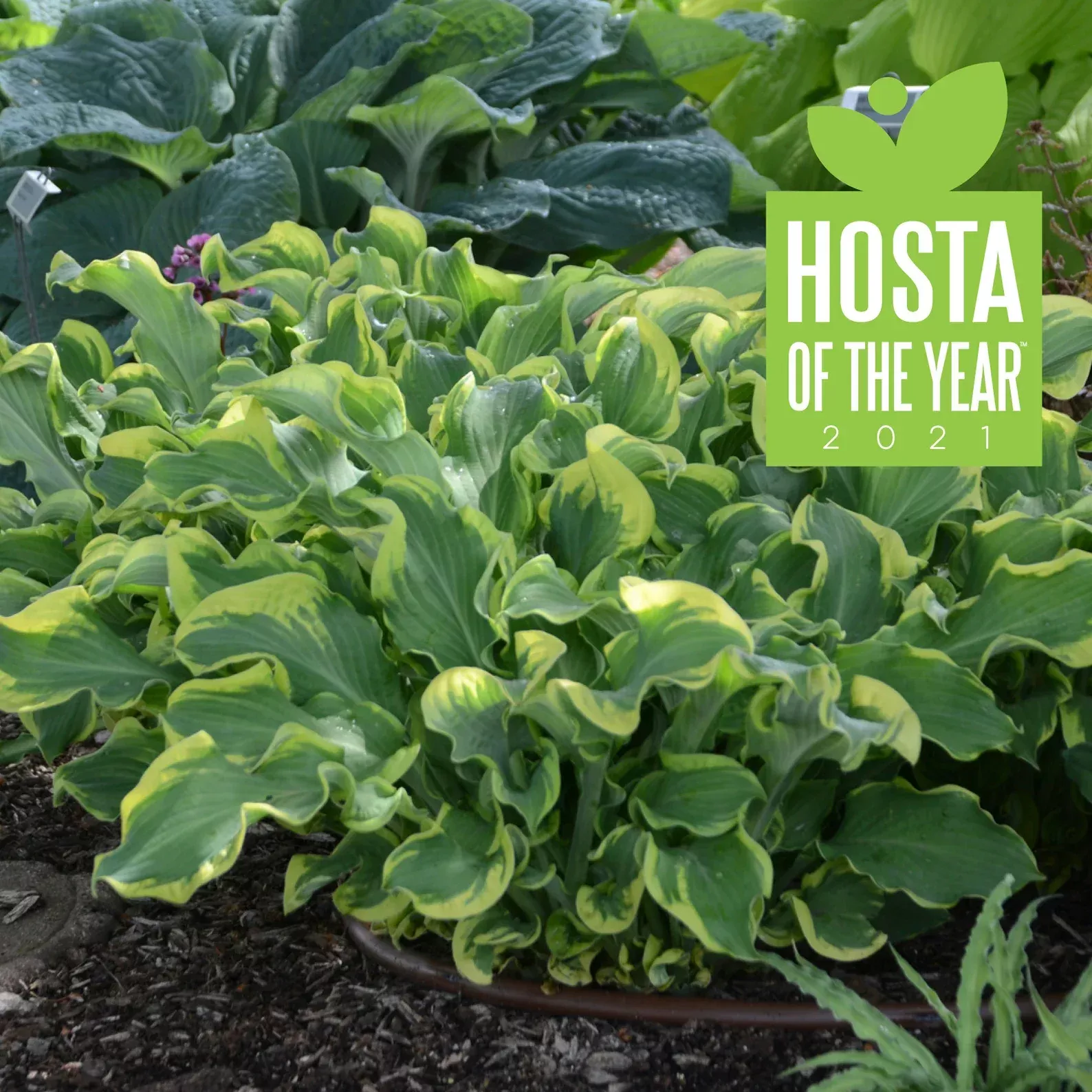 2 Hosta 'Wheee!' Starter Perennials. Uniquely Ruffled. Stunning. Love Shade.