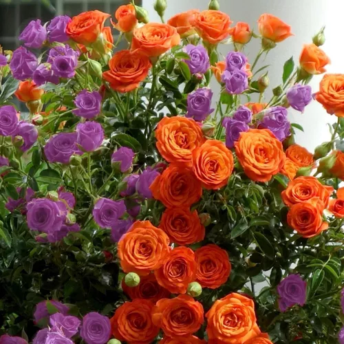 2-N-1 Vibrant Color Rose Tree