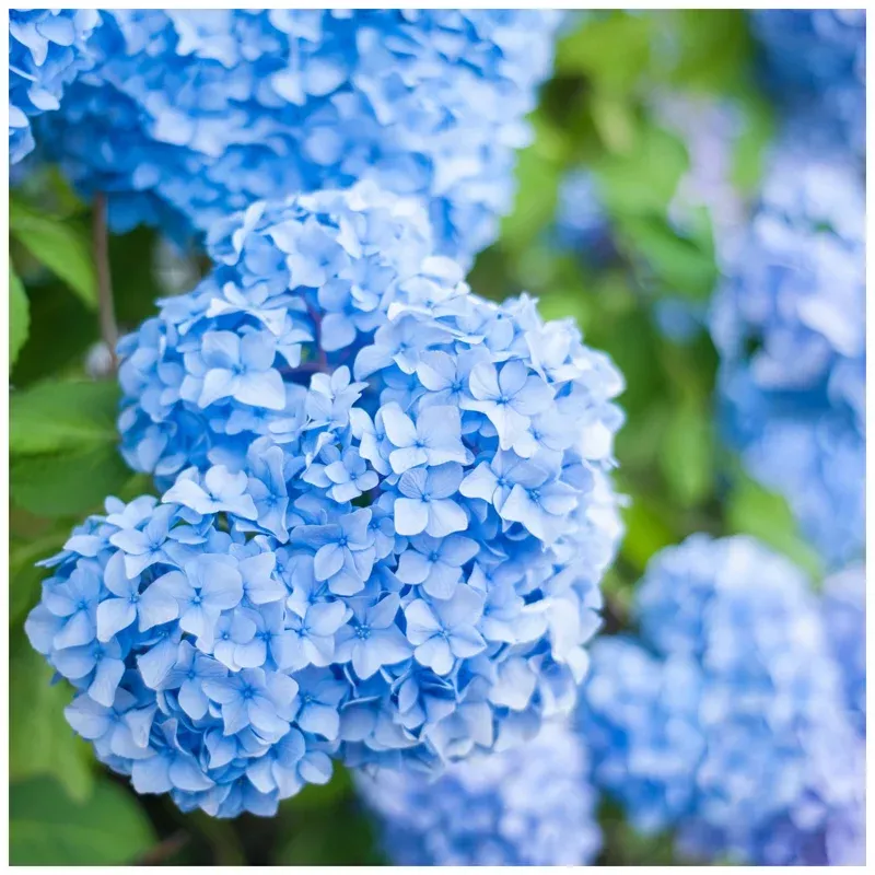 2 Nikko Blue Hydrangea Live Plant – 3.5 in Pot, Blue Flowers, 6-14 Inch Tall Outdoor Shrub