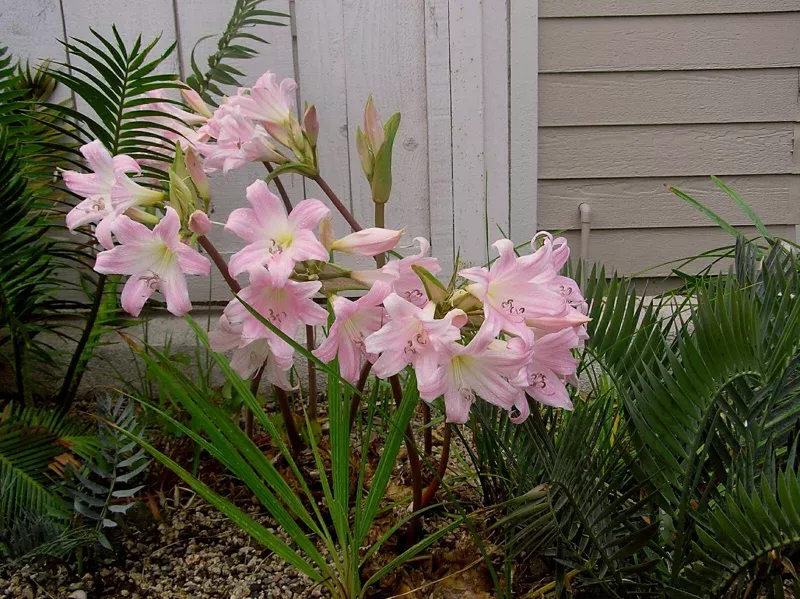 25 Baby Amaryllis Belladonna Lily Bulbs – Naked Lady Resurrection Lily – Perennial