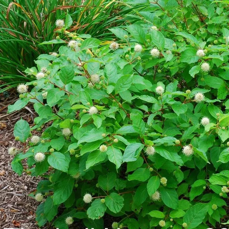 3 Buttonbush Shrub Live Plants – Cephalanthus occidentalis, 6-12 Inch Tall, Outdoor
