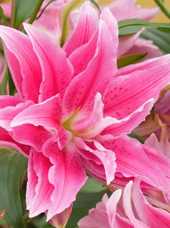 3 Roselily Bulbs – Fragrant Double Flowers for Planting, Easy Grow Perennial