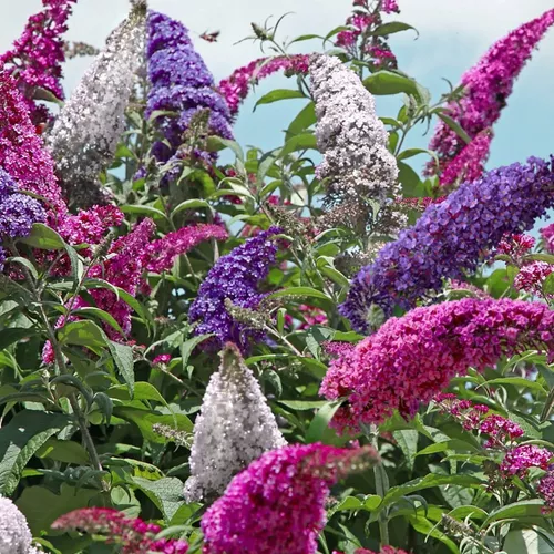 3n1 All the Buzz Butterfly Bush