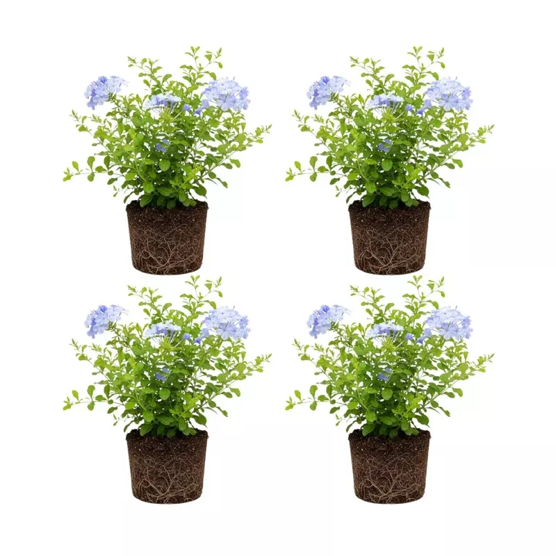 4 Plumbago auriculata Live Plants 4-6 Inches Tall – Blue Flowering Outdoor Shrub