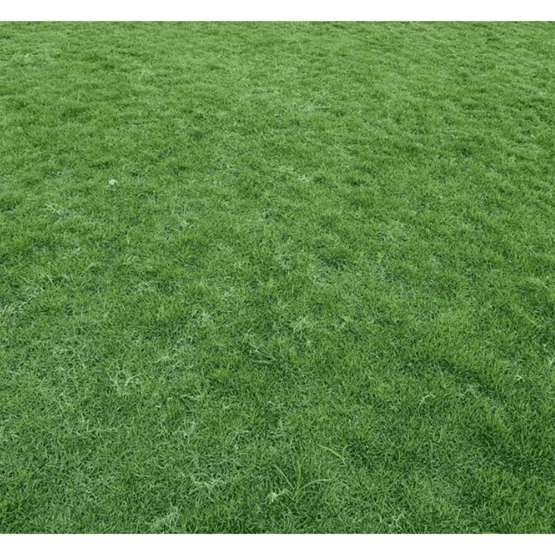 5,000 Emerald Zoysia Grass Seeds – Lush Green Lawn, Warm Season