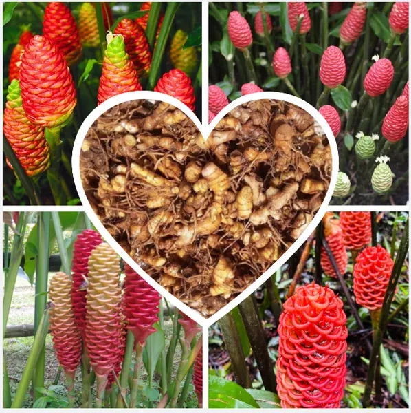 5 Pack Hawaiian Awapuhi Shampoo Ginger Rhizomes – Zingiber Zerumbet Tubers