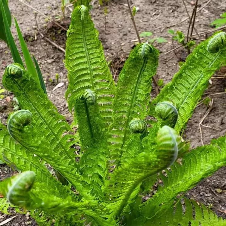 5 Tennessee Ostrich-Glade Fern Rhizomes – Live Perennial Deciduous Fern