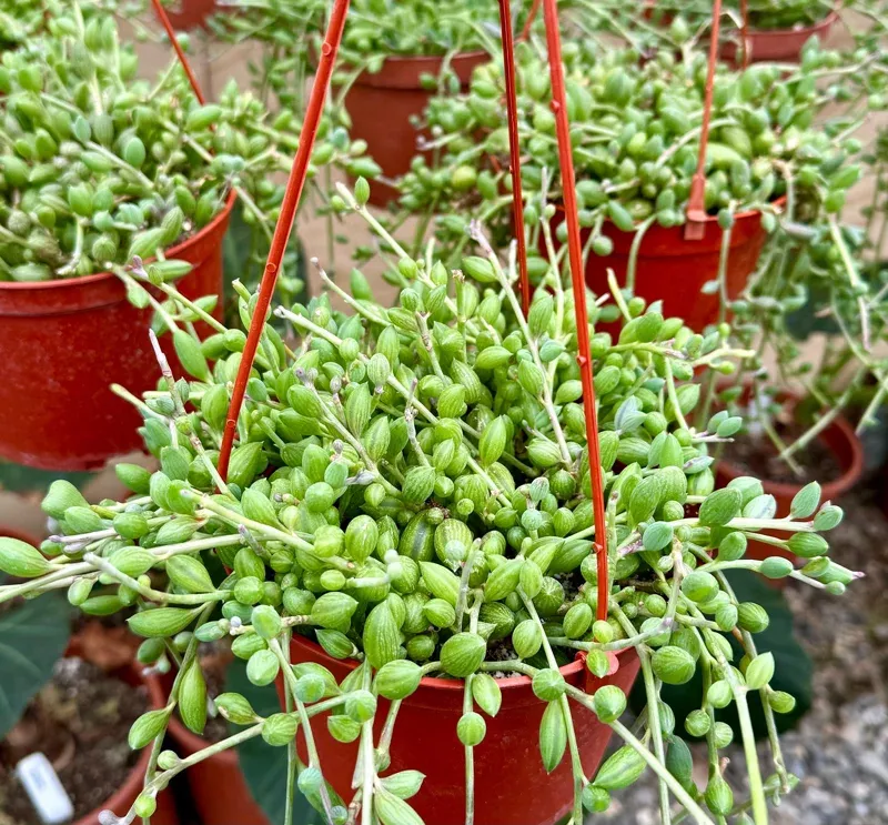 6 Inch String of Watermelon Live Plant – Hanging Trailing Succulent