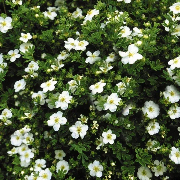 Abbotswood Bush Potentilla# 2 Container