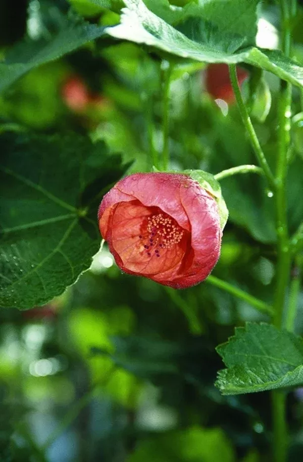 Abutilon 'Marion'