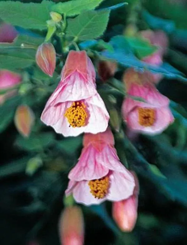 Abutilon megapotamicum 'Pink Charm'
