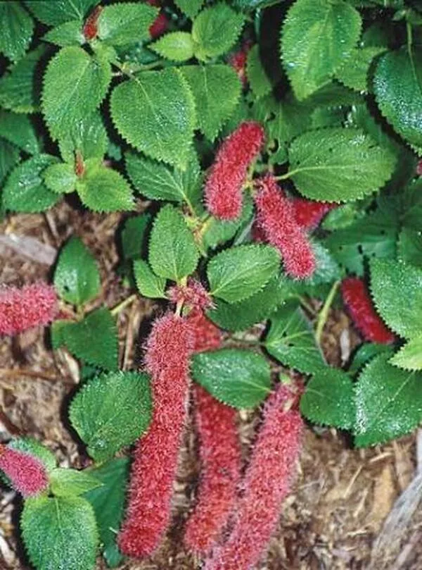 Acalypha herzogiana 'Firetail'
