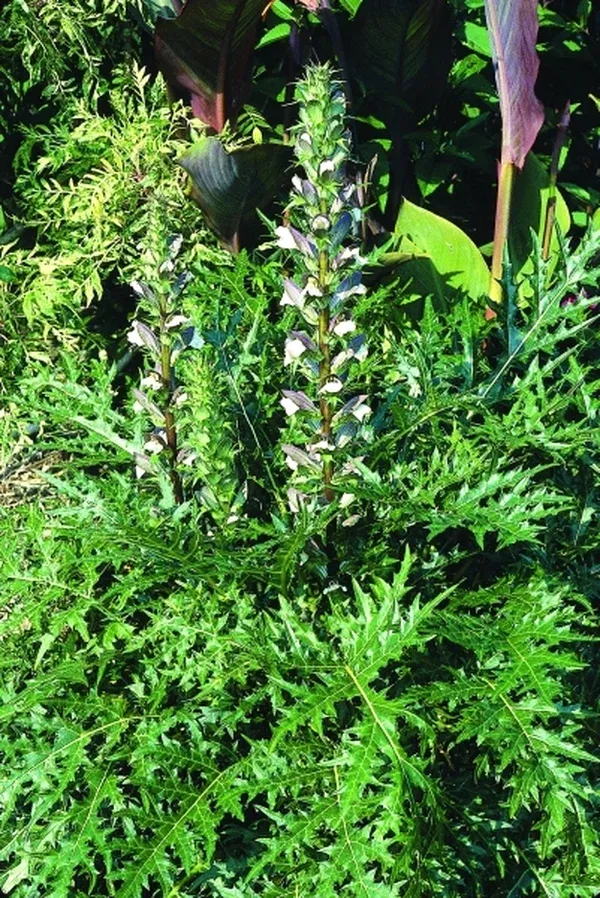 Acanthus caroli-alexandri