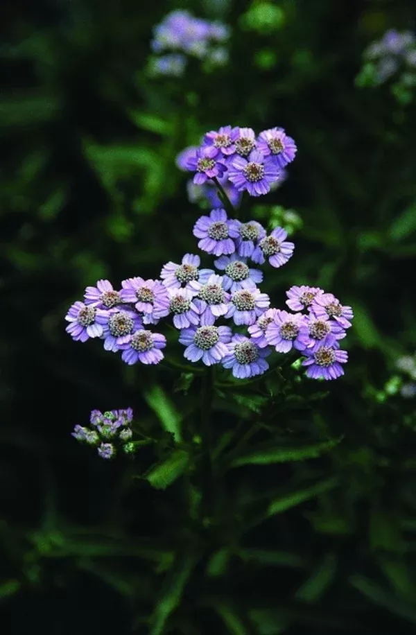 Achillea ptarmica 'Stephanie Cohen'