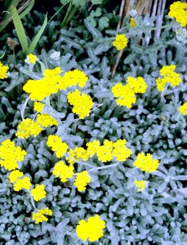 Achillea tomentosa 'King Edward'