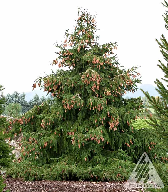 Acrocona Spruce