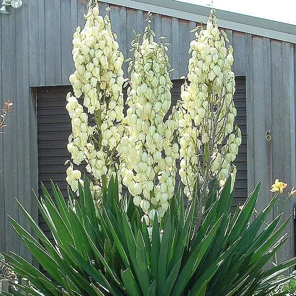 Adam's Needle, Yucca