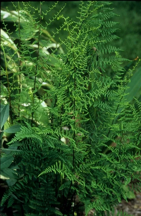 Adiantopsis chlorophylla 'Tucuman'
