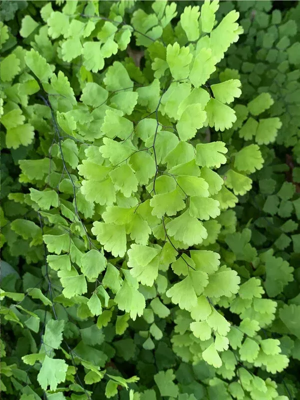 Adiantum capillus-veneris 'Alabama Lace'