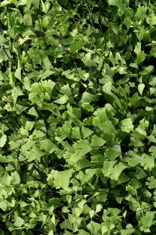 Adiantum capillus-veneris 'Fan Dance'