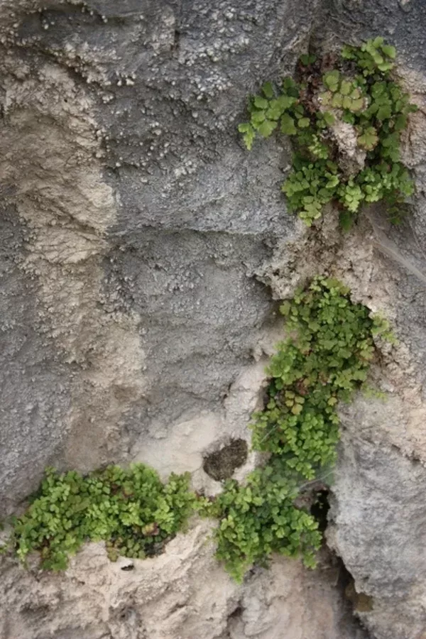 Adiantum capillus-veneris 'Mt. Ida'