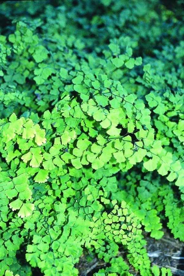 Adiantum capillus-veneris 'Stone Mountain'