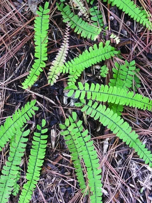 Adiantum caudatum coll. #TLC-008