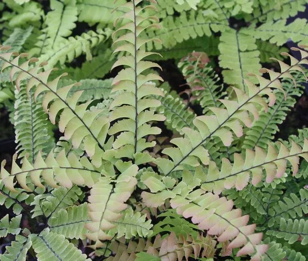 Adiantum japonicum