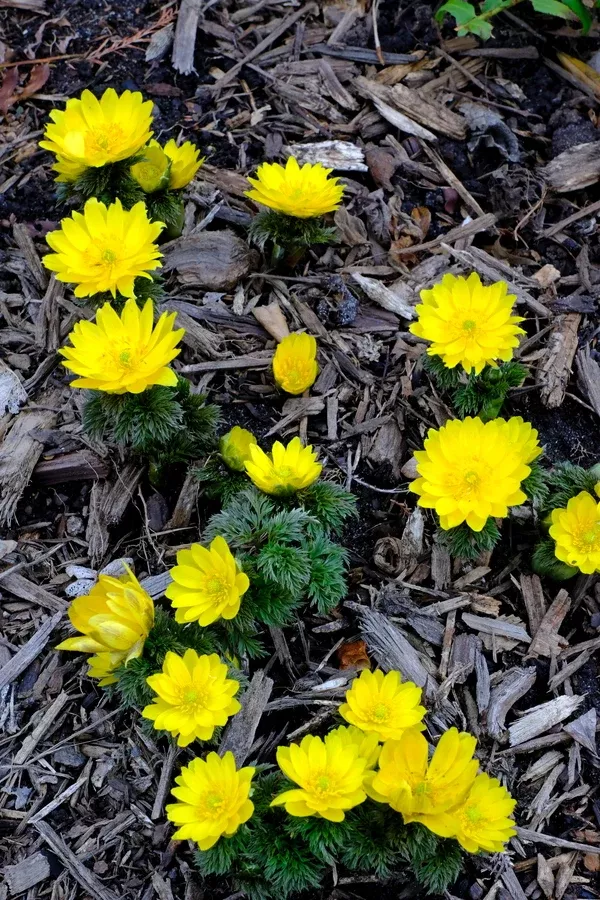 Adonis amurensis 'Fukujukai'