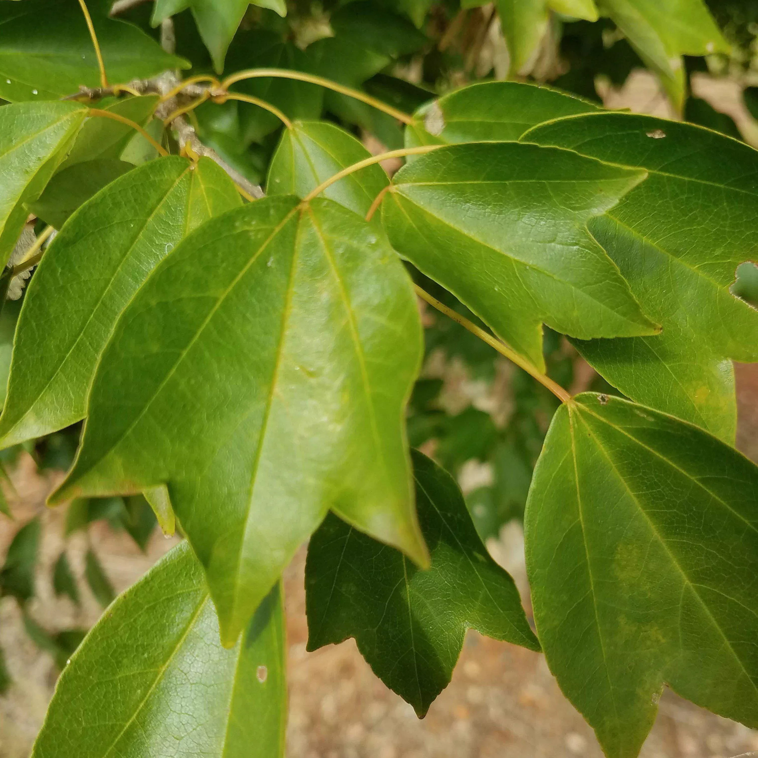 Aeryn Trident Maple