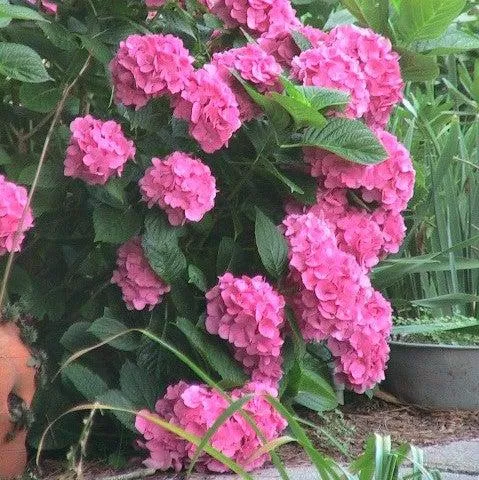 After Midnight Hydrangea