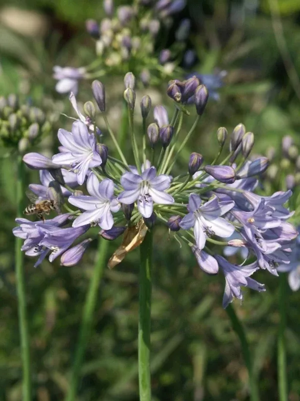 Agapanthus 'Blue Globe'