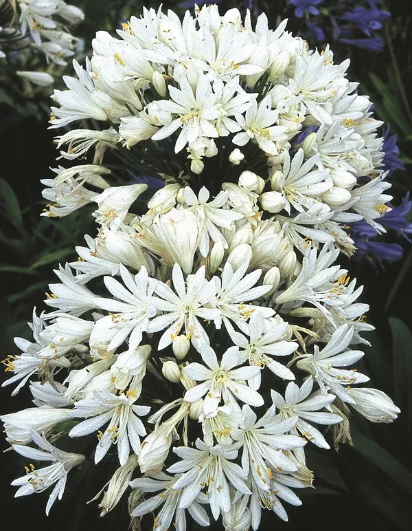 Agapanthus 'White Heaven'