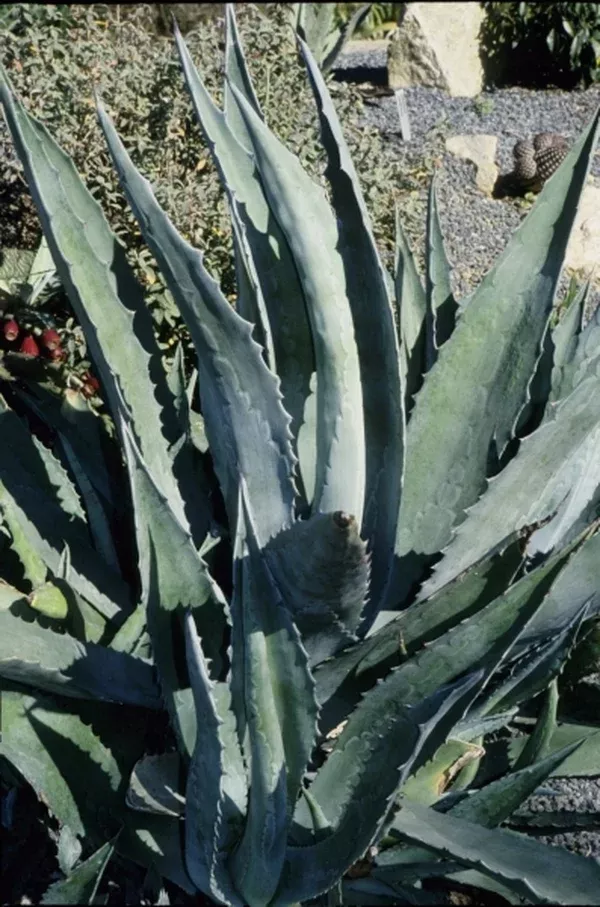 Agave americana 'Junction'