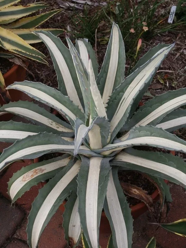 Agave americana 'Mediopicta Alba'