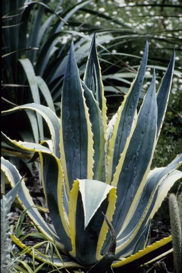 Agave americana 'Opal'