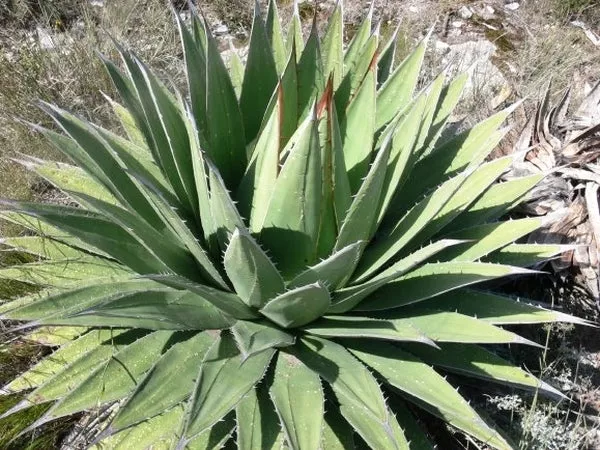 Agave horrida ssp. perotensis Limon form